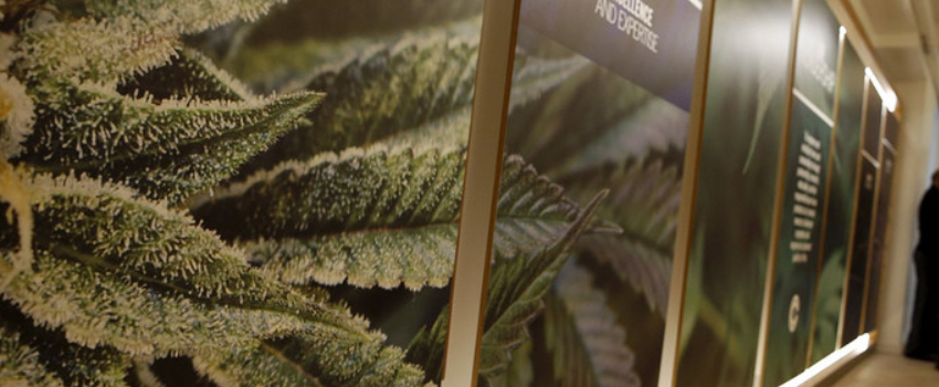 Marijuana businesses