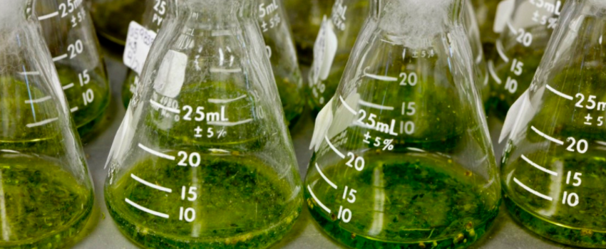 Medical Research on Medical Marijuana