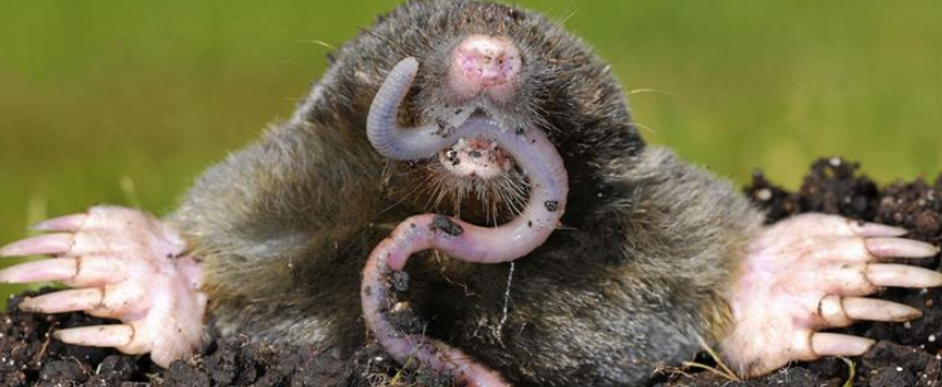 Moles