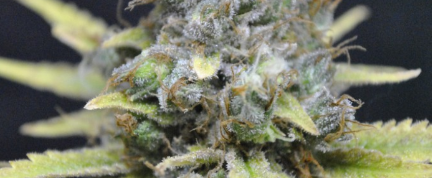 Nordle Medical