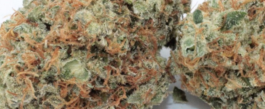 Purple Buddha Adverse Reaction