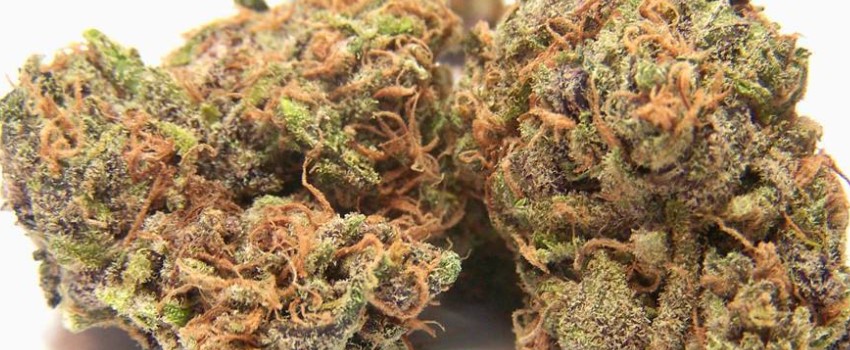 Purple Buddha Effects