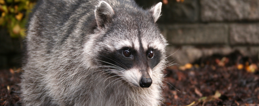 Raccoons