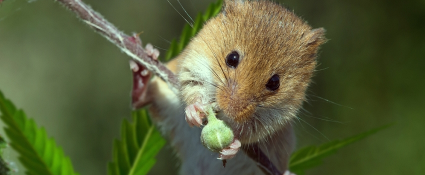 Rats and Mice