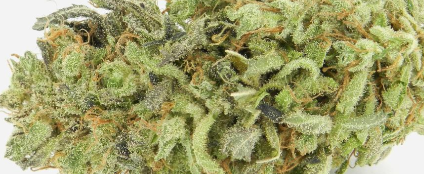 Taliban Poison Medical