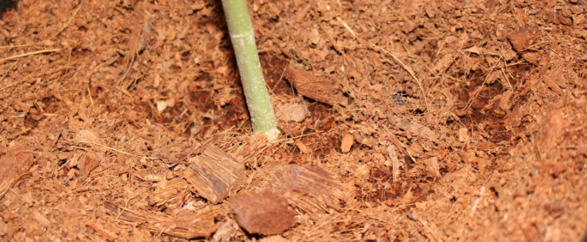 Using Coco Coir