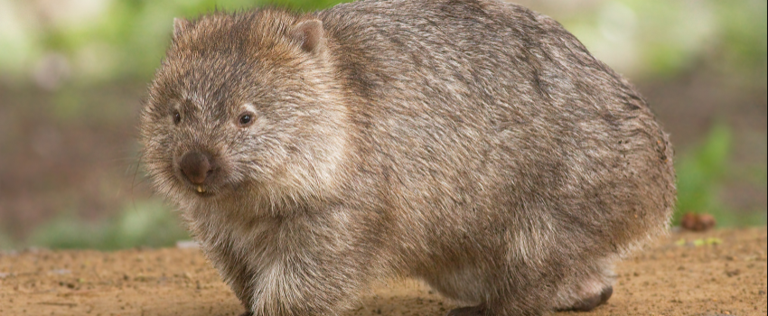 Wombats