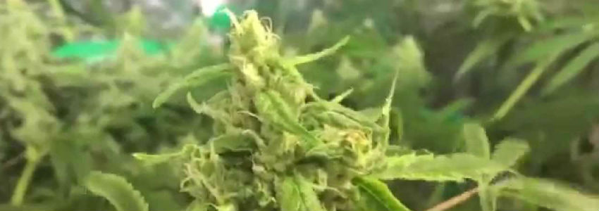 smoke CBD for weed related anxiety