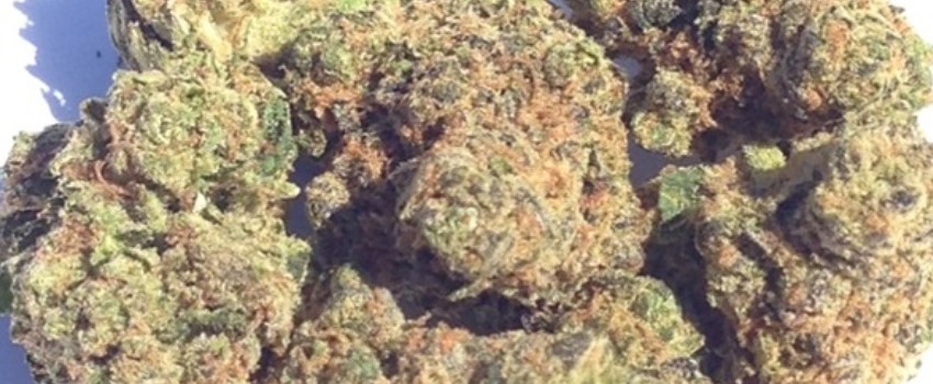 3X Crazy Medical