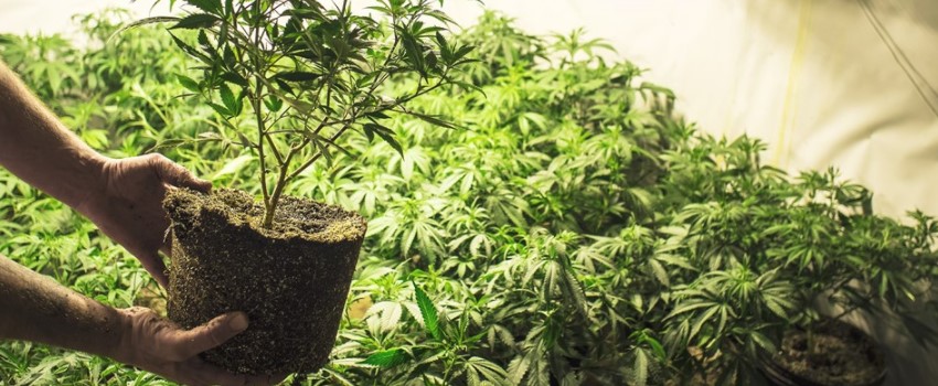 Accessing Cannabis Legally in Canada from a Licensed Producer