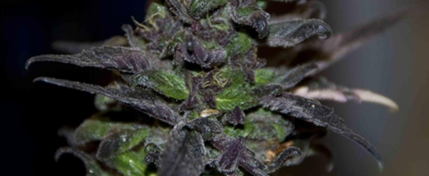 Blue Moonshine Medical
