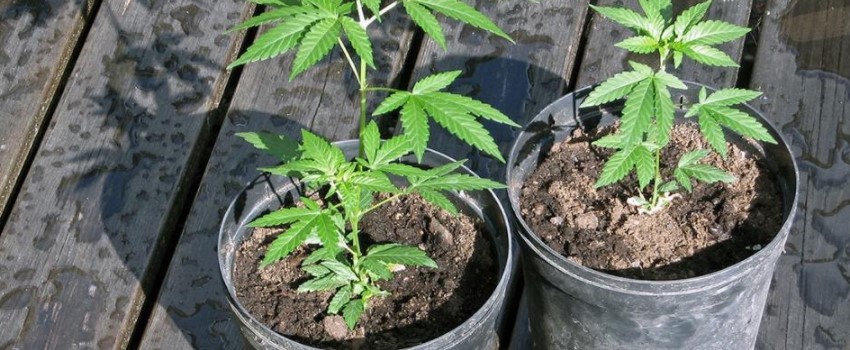 Can California residents grow their own marijuana
