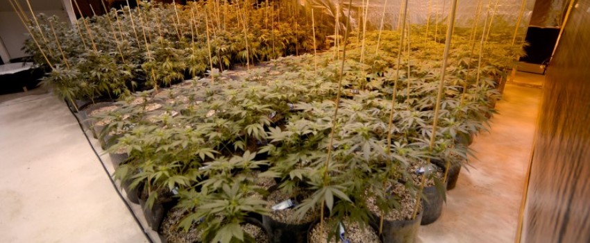 Cannabis business can I open in Colorado