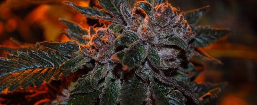 Corleone Kush Medical