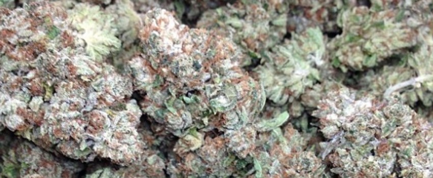 Earth OG Adverse Reaction