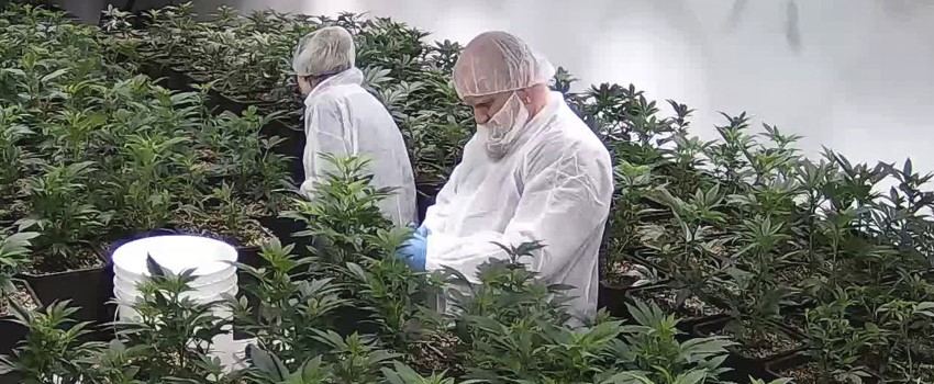 Licensed Producer in Canada