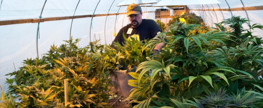 Marijuana Growing Operation Owner requirements