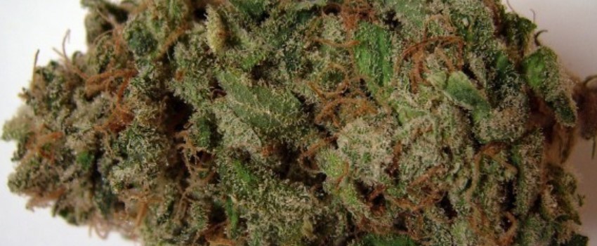Maui Berry Adverse Reaction