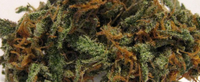 Maui Berry Medical
