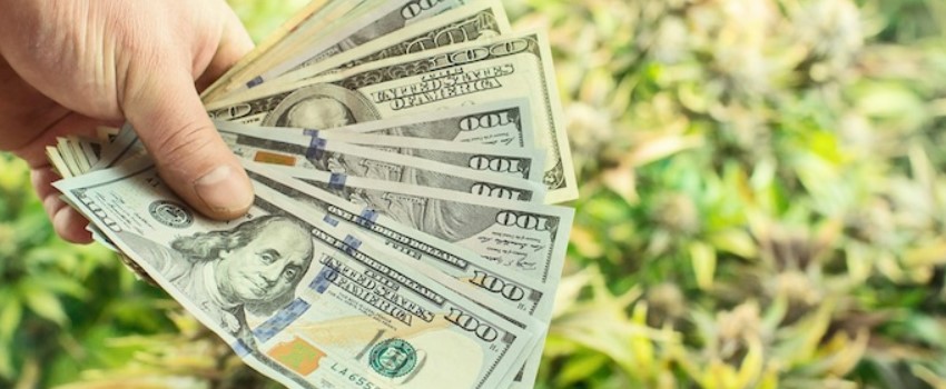 Profits of the cannabis industry