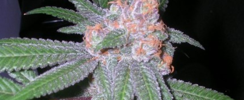 Purple Skunk Adverse Reaction