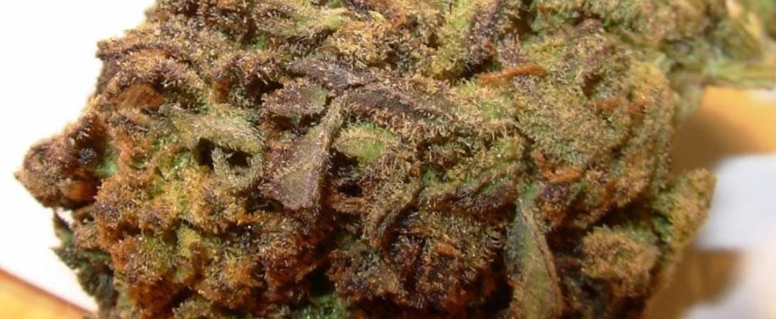 Purple Skunk Effects
