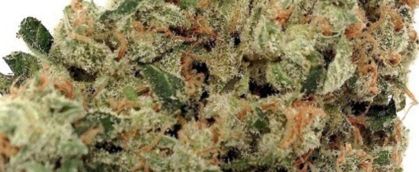 Purple Skunk Medical