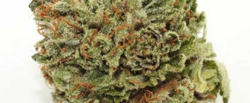 Purple Voodoo Medical