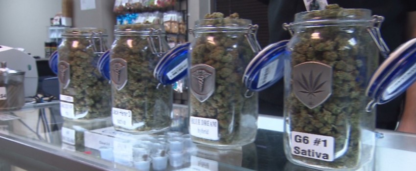 What kind of cannabis business can I open in Colorado