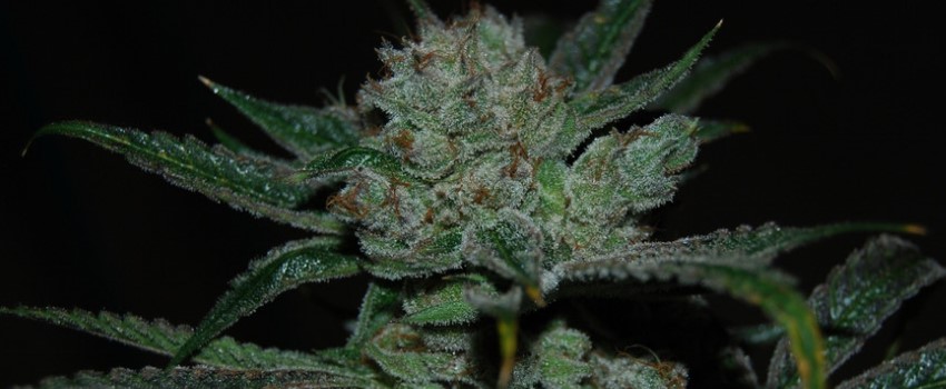 White Fire Alien OG Adverse Reaction