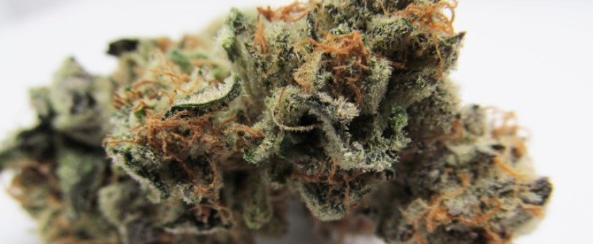 White Fire Alien OG Medical