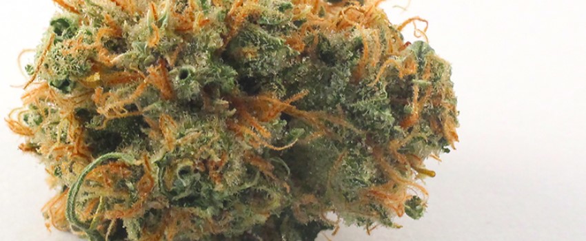 Willy Wonka Medical