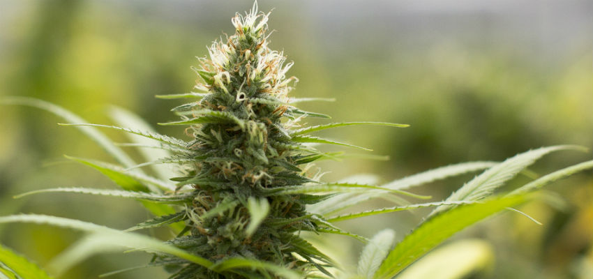 jack herer strains for noobs and first timers