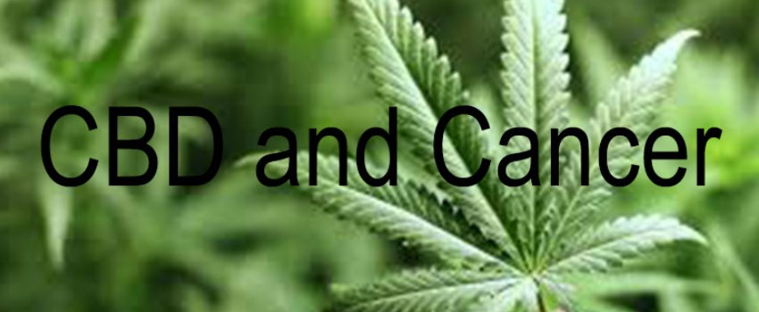CBD and cancer