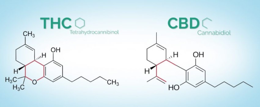 CBD vs. THC