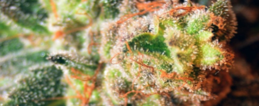 Copper Kush Adverse Reaction