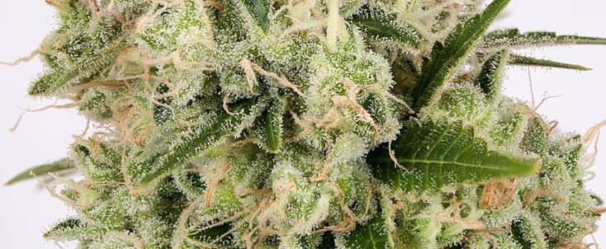 Copper Kush Effects
