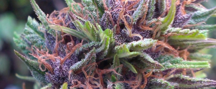 Frisian Dew Adverse Reaction