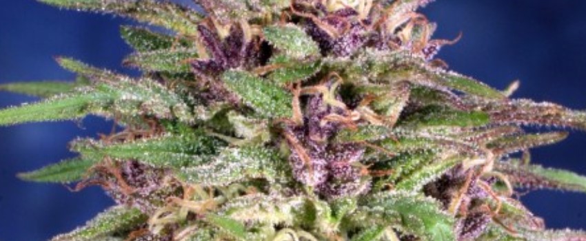Frisian Dew Effects