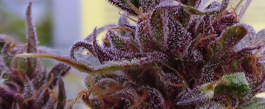 Frisian Dew Medical