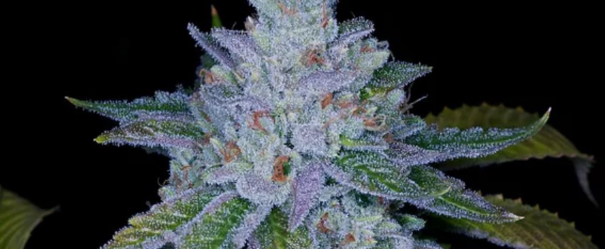 Hell Raiser Medical