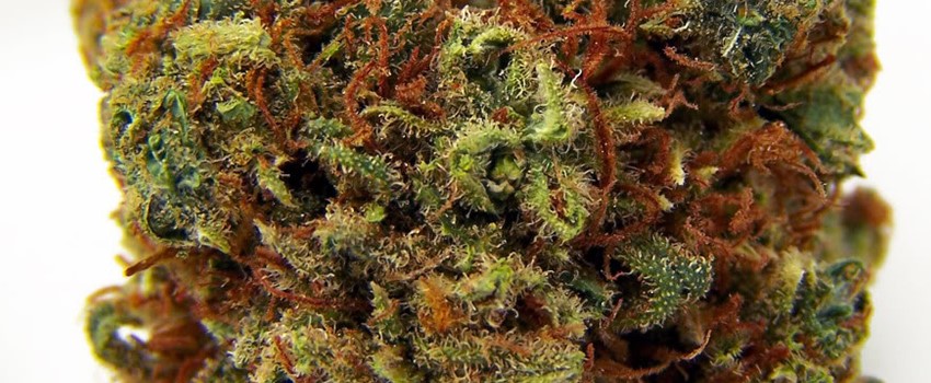Jamaican Lion Adverse Reaction