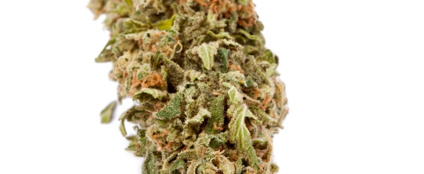 Jamaican Lion Effects