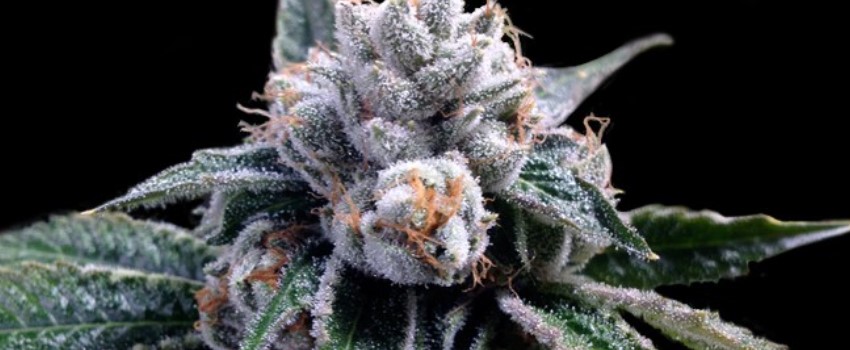 Lemon Walker OG Adverse Reaction