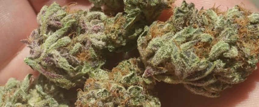 Pink Panther Adverse Reaction