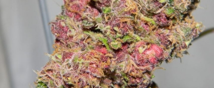 Pink Panther Effects