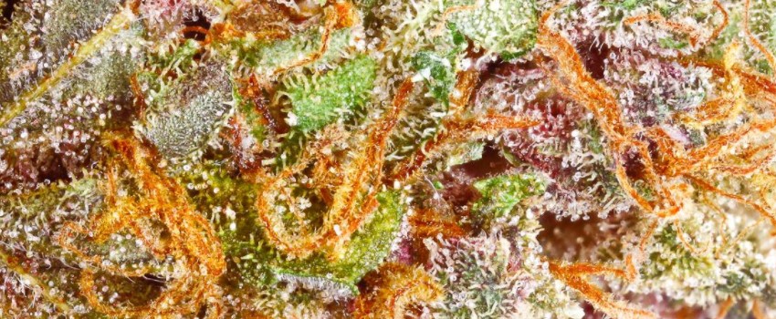 Pink Panther Medical