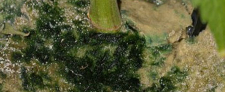 Recognizing Algae Infestation