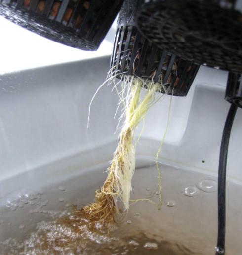 Remove Dead Roots and Leaves