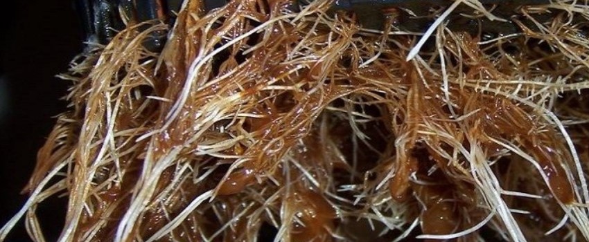 Roots